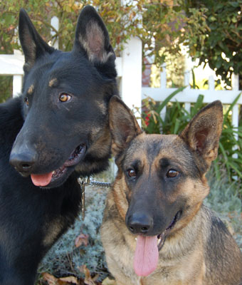 Cisco von Stern Sable 2